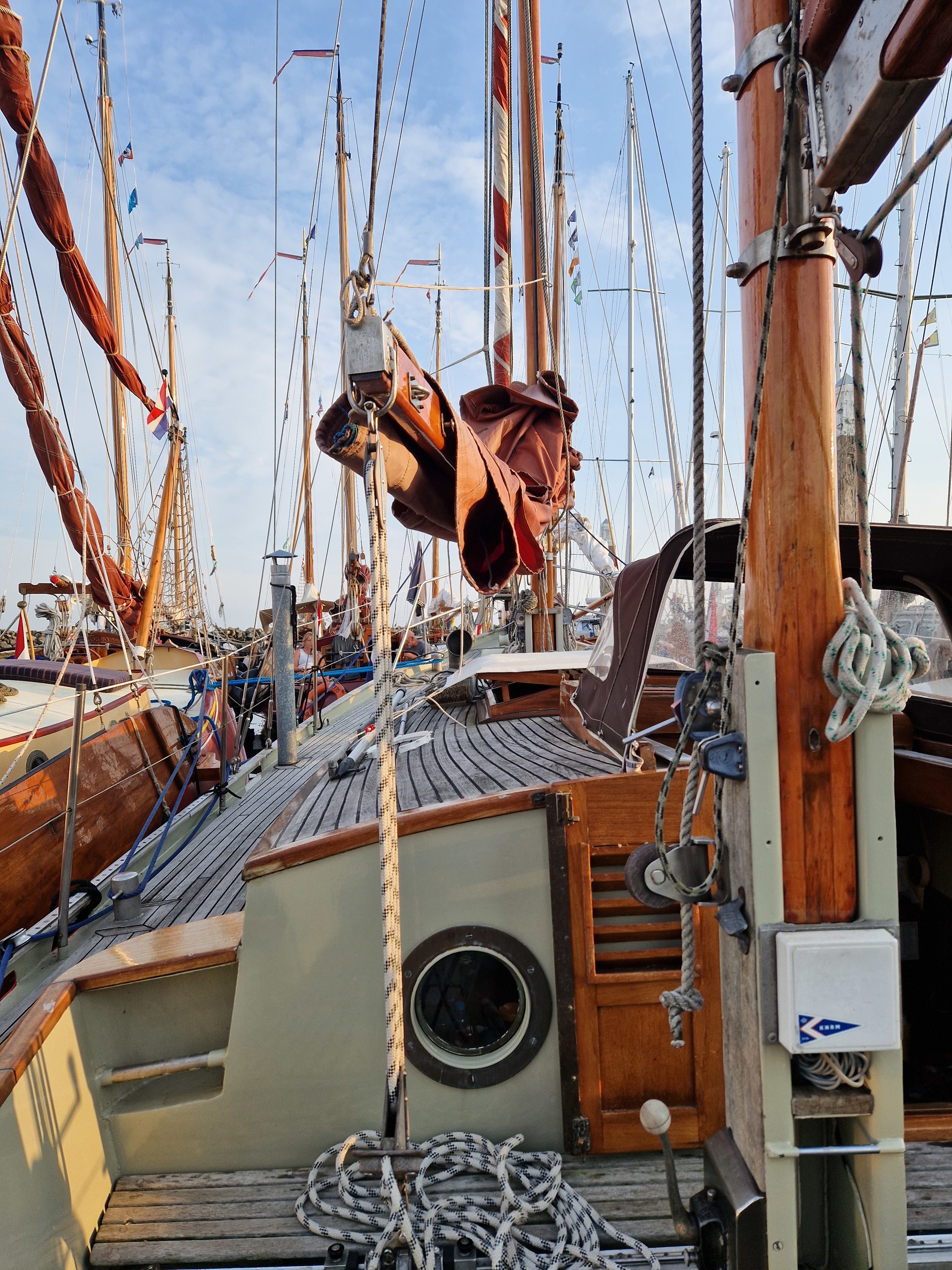 Danish Rose 31 foto 2