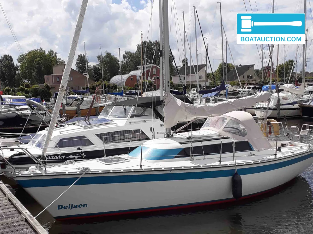 Danish Rose 36